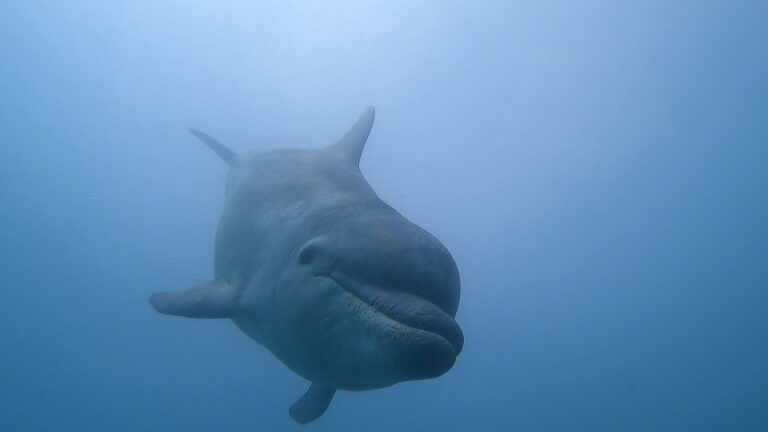 11th May 2025 – Dolphin Reef