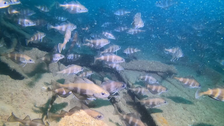 lots of stripy fish on a wreck