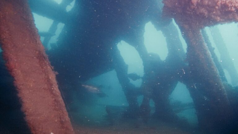 West Bay Dive Sites
