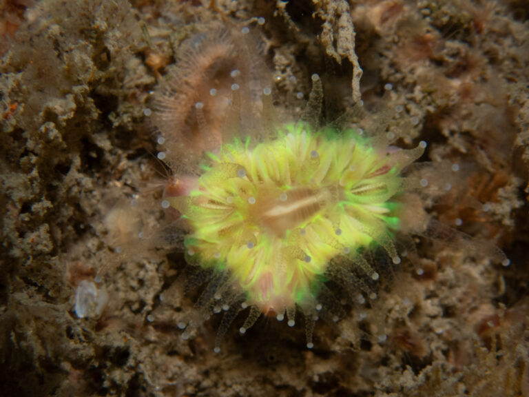 Portland Dive Sites